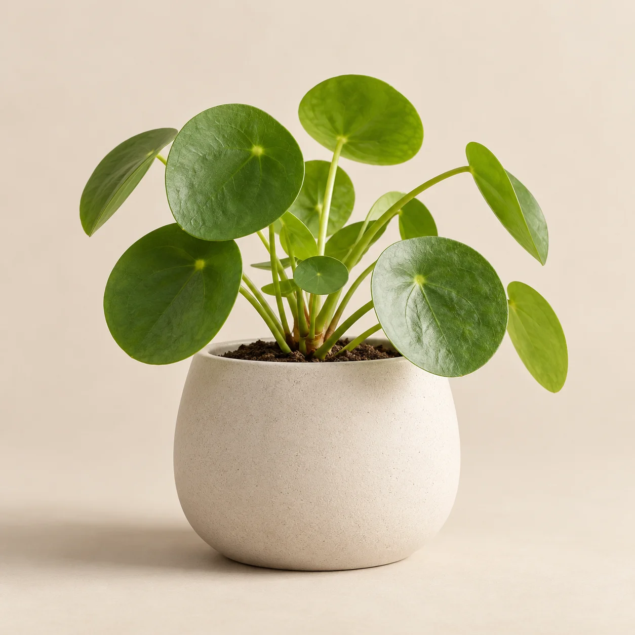 Chậu cây LITTLE GREEN